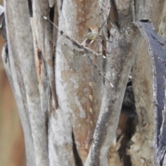 Telephlebia brevicauda at Paddys River, ACT - 13 Feb 2019