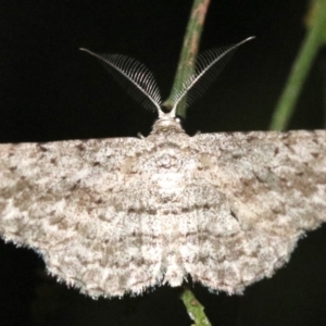 Phelotis cognata at Ainslie, ACT - 11 Feb 2019 08:21 PM