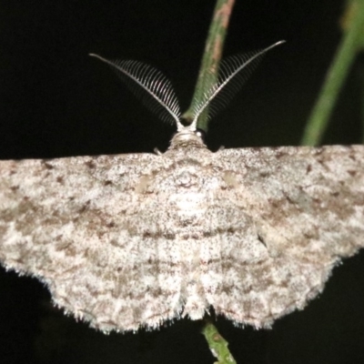 Phelotis cognata (Long-fringed Bark Moth) at Ainslie, ACT - 11 Feb 2019 by jb2602