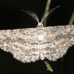 Phelotis cognata at Ainslie, ACT - 11 Feb 2019 08:21 PM