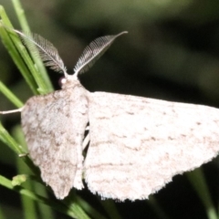 Phelotis cognata (Long-fringed Bark Moth) at Ainslie, ACT - 11 Feb 2019 by jb2602