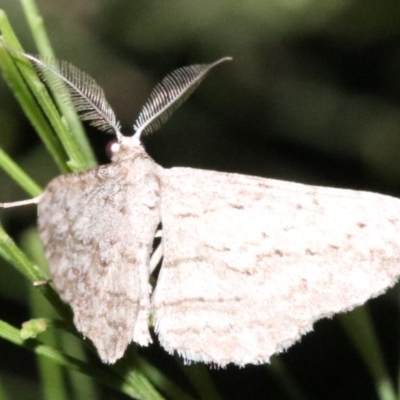 Phelotis cognata (Long-fringed Bark Moth) at Ainslie, ACT - 11 Feb 2019 by jbromilow50