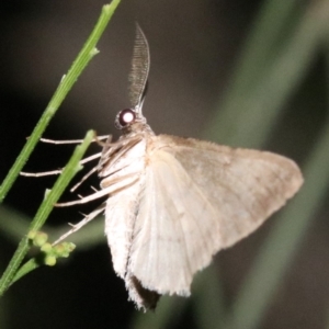 Phelotis cognata at Ainslie, ACT - 11 Feb 2019 08:23 PM