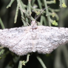 Phelotis cognata (Long-fringed Bark Moth) at Ainslie, ACT - 11 Feb 2019 by jb2602