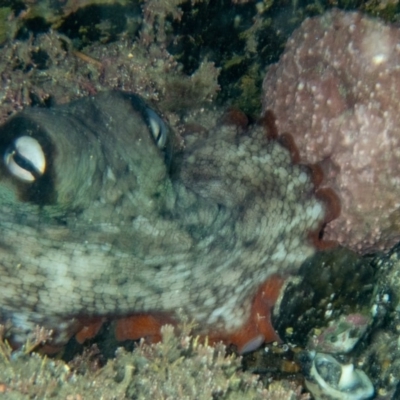 Octopus tetricus (Gloomy Octopus) at Tathra, NSW - 9 Feb 2019 by bdixon75