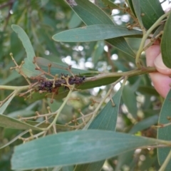 Jalmenus ictinus at Hughes, ACT - 9 Feb 2019