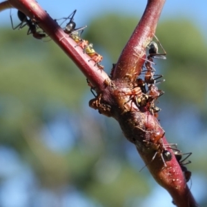 Eurymelinae (subfamily) at Hughes, ACT - 10 Feb 2019