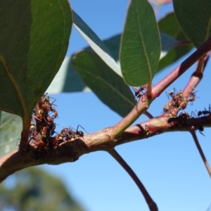 Eurymelinae (subfamily) at Hughes, ACT - 10 Feb 2019 09:45 AM