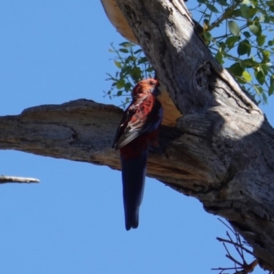 Platycercus elegans (Crimson Rosella) at GG229 - 9 Feb 2019 by JackyF