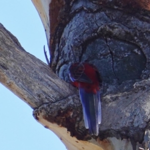 Platycercus elegans at Hughes, ACT - 10 Feb 2019