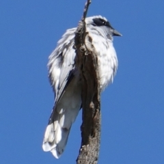 Coracina novaehollandiae at Deakin, ACT - 10 Feb 2019 09:29 AM