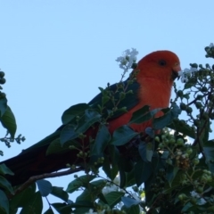 Alisterus scapularis (Australian King-Parrot) at Hughes, ACT - 10 Feb 2019 by JackyF