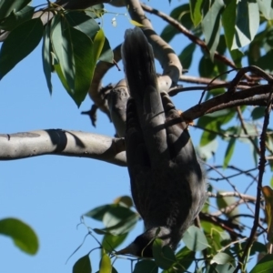 Manorina melanocephala at Deakin, ACT - 10 Feb 2019