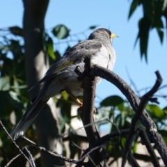 Manorina melanocephala at Deakin, ACT - 10 Feb 2019