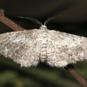 Phelotis cognata at Ainslie, ACT - 11 Feb 2019