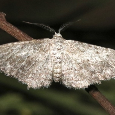 Phelotis cognata (Long-fringed Bark Moth) at Ainslie, ACT - 11 Feb 2019 by jbromilow50