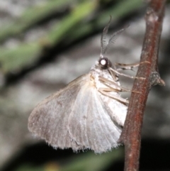 Phelotis cognata at Ainslie, ACT - 11 Feb 2019 09:35 PM