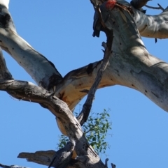 Callocephalon fimbriatum (Gang-gang Cockatoo) at Hughes, ACT - 9 Feb 2019 by JackyF