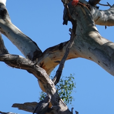 Callocephalon fimbriatum (Gang-gang Cockatoo) at Hughes, ACT - 9 Feb 2019 by JackyF