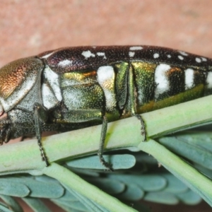 Diphucrania leucosticta at Dunlop, ACT - 13 Feb 2019 11:13 PM