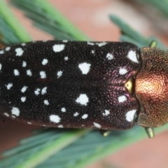 Diphucrania leucosticta at Dunlop, ACT - 13 Feb 2019 11:13 PM