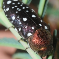 Diphucrania leucosticta at Dunlop, ACT - 13 Feb 2019