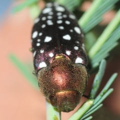 Diphucrania leucosticta at Dunlop, ACT - 13 Feb 2019 11:13 PM