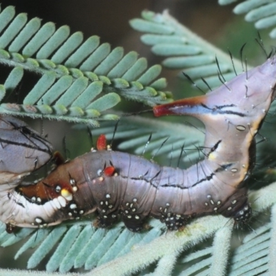 Neola semiaurata (Wattle Notodontid Moth) at Dunlop, ACT - 13 Feb 2019 by Harrisi