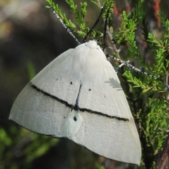 Gastrophora henricaria (Fallen-bark Looper, Beautiful Leaf Moth) at Aranda Bushland - 13 Feb 2019 by Harrisi
