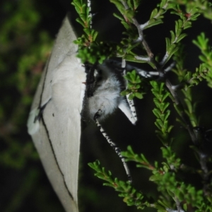 Gastrophora henricaria at Dunlop, ACT - 13 Feb 2019 03:52 PM