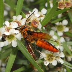 Zaspilothynnus sp. (genus) (A smooth flower wasp) at Acton, ACT - 6 Feb 2019 by TimL