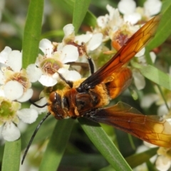 Zaspilothynnus sp. (genus) at Acton, ACT - 6 Feb 2019