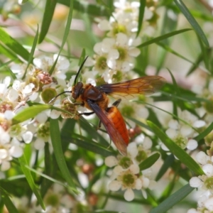 Zaspilothynnus sp. (genus) at Acton, ACT - 6 Feb 2019