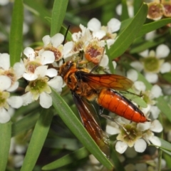 Zaspilothynnus sp. (genus) at Acton, ACT - 6 Feb 2019