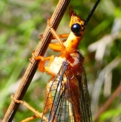 Nymphes myrmeleonoides (Blue eyes lacewing) at Paddys River, ACT - 10 Feb 2019 by HarveyPerkins