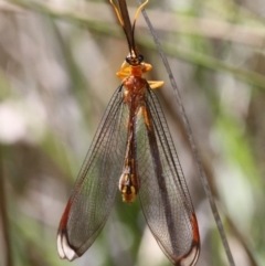 Nymphes myrmeleonoides at Paddys River, ACT - 10 Feb 2019