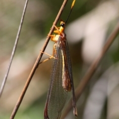 Nymphes myrmeleonoides at Paddys River, ACT - 10 Feb 2019