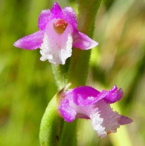 Spiranthes australis at Paddys River, ACT - 10 Feb 2019