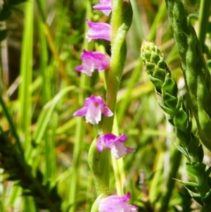 Spiranthes australis at Paddys River, ACT - 10 Feb 2019