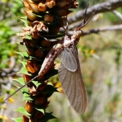 Ephemeroptera (order) (Unidentified Mayfly) at Paddys River, ACT - 10 Feb 2019 by HarveyPerkins