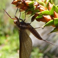 Ephemeroptera (order) at Paddys River, ACT - 10 Feb 2019