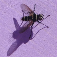 Trigonospila sp. (genus) (A Bristle Fly) at Paddys River, ACT - 10 Feb 2019 by HarveyPerkins