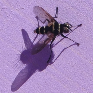 Trigonospila sp. (genus) at Paddys River, ACT - 10 Feb 2019 11:41 AM