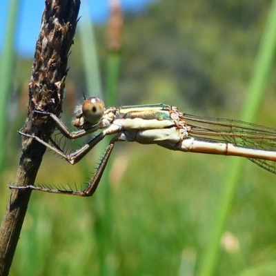 Austrolestes analis (Slender Ringtail) at Paddys River, ACT - 10 Feb 2019 by HarveyPerkins