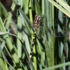 Synthemis eustalacta (Swamp Tigertail) at Paddys River, ACT - 10 Feb 2019 by HarveyPerkins