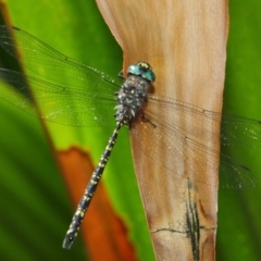 Austroaeschna multipunctata (Multi-spotted Darner) at Acton, ACT - 6 Feb 2019 by TimL