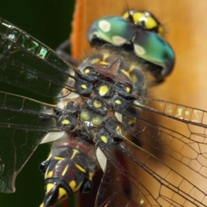 Austroaeschna multipunctata at Acton, ACT - 6 Feb 2019 11:50 AM