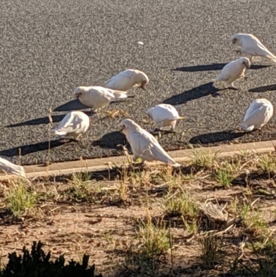 Cacatua sanguinea (Little Corella) at Crestwood, NSW - 14 Feb 2019 by Speedsta