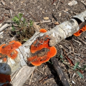 Trametes coccinea at Karabar, NSW - 29 Jan 2019