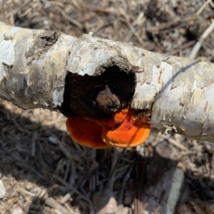 Trametes coccinea at Karabar, NSW - 29 Jan 2019 02:46 PM